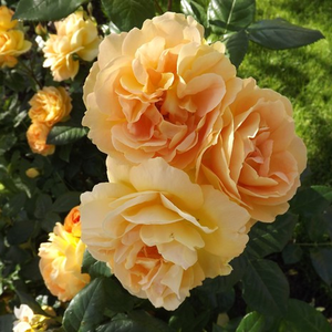 Kremowo-żółty - róża wielkokwiatowa - Hybrid Tea